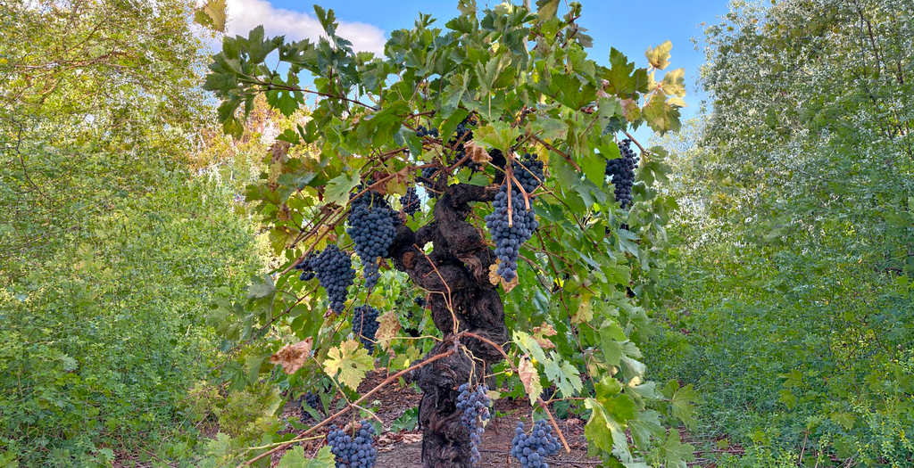La Guardiana Vermut